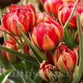 Bulbi Lalele Samantha (Tulip)