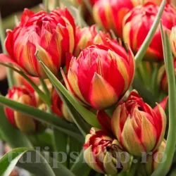 Bulbi Lalele Samantha (Tulip)