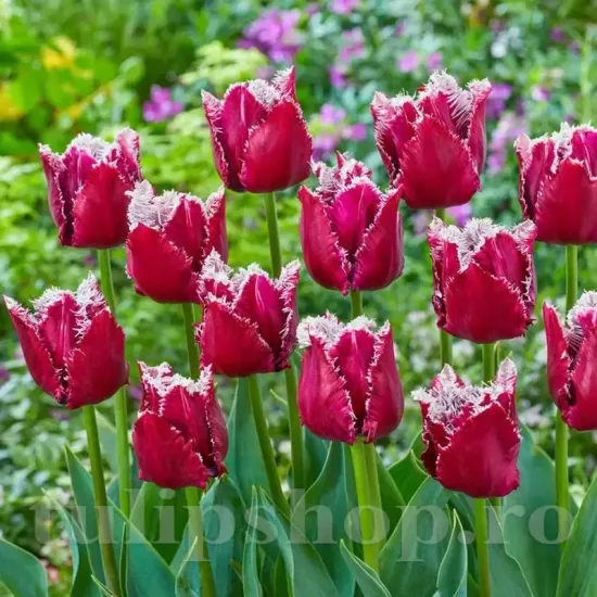 Bulbi Lalele San Pablo (Tulip) bulbi lalele san pablo roz inchis crispa inflorire primavara