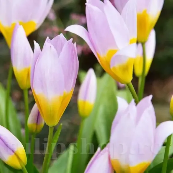 bulbi lalele saxatilis botanice roz centru galben