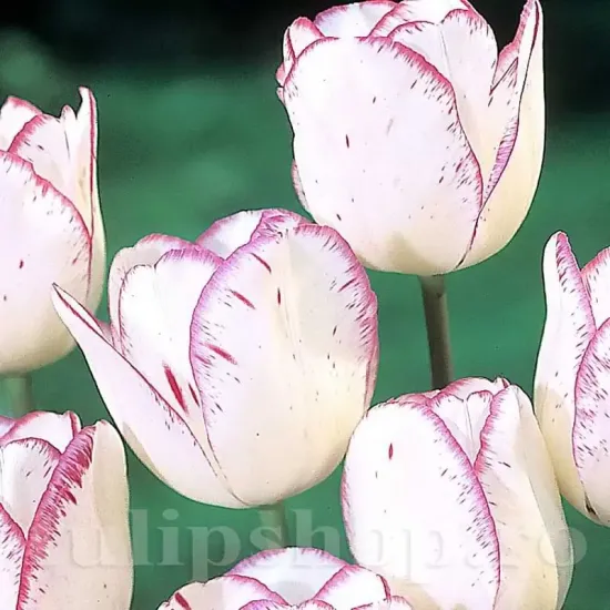 Bulbi Lalele Shirley (Tulip) bulbi lalele shirley alb margini violet triumph