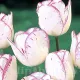 Bulbi Lalele Shirley (Tulip) bulbi lalele shirley alb margini violet triumph