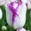 Bulbi Lalele Shirley (Tulip)