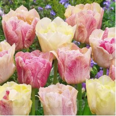 Bulbi Lalele Silk Road (Tulip)