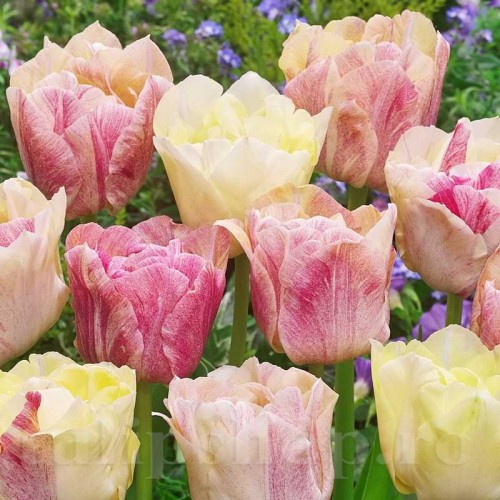 Bulbi Lalele Silk Road (Tulip)