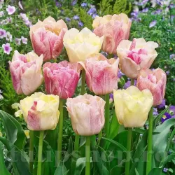 Bulbi Lalele Silk Road (Tulip)