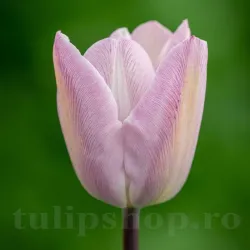 Bulbi Lalele Silver Cloud (Tulip)