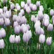 Bulbi Lalele Silver Cloud (Tulip) bulbi lalele silver cloud triumph tulipshop 110x110