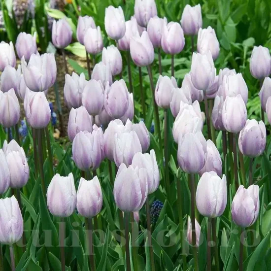 Bulbi Lalele Silver Cloud (Tulip) bulbi lalele silver cloud triumph tulipshop