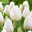 Bulbi Lalele Silver Dollar (Tulip) bulbi lalele silver dollar plantare toamna gradina 110x110