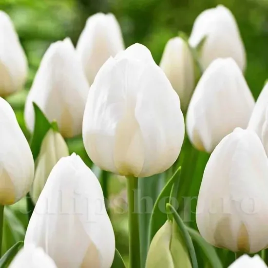 Bulbi Lalele Silver Dollar (Tulip) bulbi lalele silver dollar plantare toamna gradina