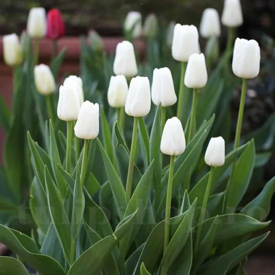 Bulbi Lalele Silver Dollar (Tulip) bulbi lalele silver dollar triumph tulipshop