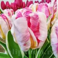 Bulbi Lalele Silver Parrot (Tulip)