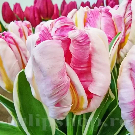 Bulbi Lalele Silver Parrot (Tulip) bulbi lalele silver parrot roz frunze panasate