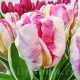 Bulbi Lalele Silver Parrot (Tulip) bulbi lalele silver parrot roz frunze panasate