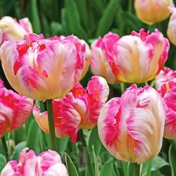 Bulbi Lalele Silver Parrot (Tulip)