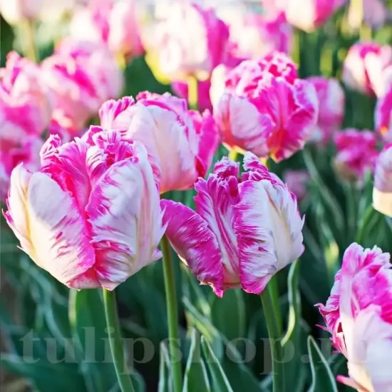 bulbi lalele silver parrot3