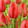 Bulbi Lalele Sky High Scarlet (Tulip) bulbi lalele sky high scarlet rosu stralucitor toamna 110x110