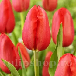 Bulbi Lalele Sky High Scarlet (Tulip)