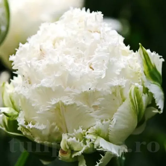 bulbi lalele snow crystal albe batute franjurate