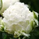 bulbi lalele snow crystal albe batute franjurate
