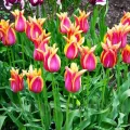 Bulbi Lalele Sonnet (Tulip)