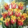Bulbi Lalele Sonnet (Tulip)