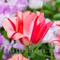 Bulbi Lalele Spring Break (Tulip)
