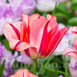 Bulbi Lalele Spring Break (Tulip)