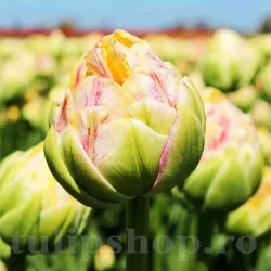 Bulbi Lalele Sprinkle Dip (Tulip) Bulbi Lalele Sprinkle Dip (Tulip)