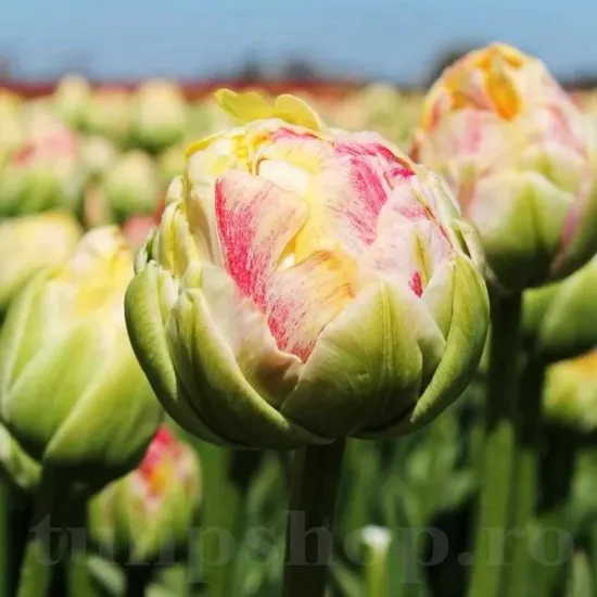Bulbi Lalele Sprinkle Dip (Tulip) bulbi lalele sprinkle dip plantare toamna gradina