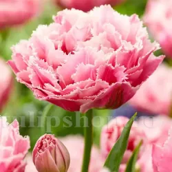 Bulbi Lalele Sugar Crystal (Tulip)