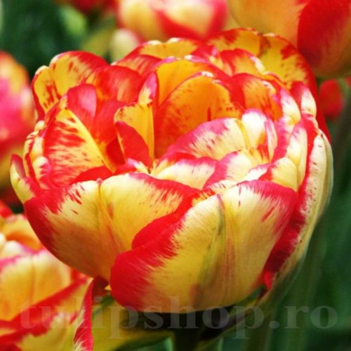 Bulbi Lalele Sundowner (Tulip)