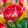 Bulbi Lalele Sundowner (Tulip)