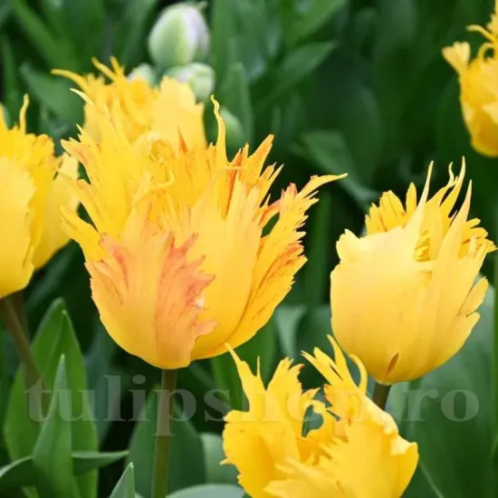 Bulbi Lalele Sunny Leo (Tulip) bulbi lalele sunny leo franjurate tulipshop