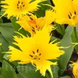 Bulbi Lalele Sunny Leo (Tulip) bulbi lalele sunny leo plantare toamna gradina 110x110