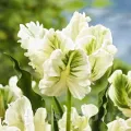 Bulbi Lalele Super Parrot (Tulip)