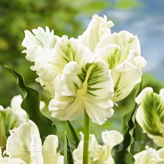 Bulbi Lalele Super Parrot (Tulip) bulbi lalele super parrot alb verde exotic
