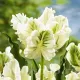Bulbi Lalele Super Parrot (Tulip) bulbi lalele super parrot alb verde exotic