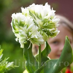 Bulbi Lalele Super Parrot (Tulip)