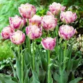 Bulbi Lalele Sweet Desire (Tulip)
