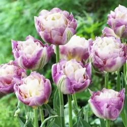 Bulbi Lalele Sweet Desire (Tulip)