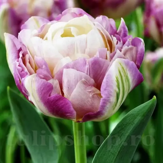 bulbi lalele sweet desire1