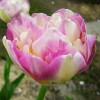 Bulbi Lalele Sweet Desire (Tulip)