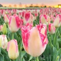 Bulbi Lalele Sweet Simone (Tulip)