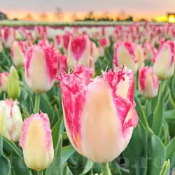 Bulbi Lalele Sweet Simone (Tulip)
