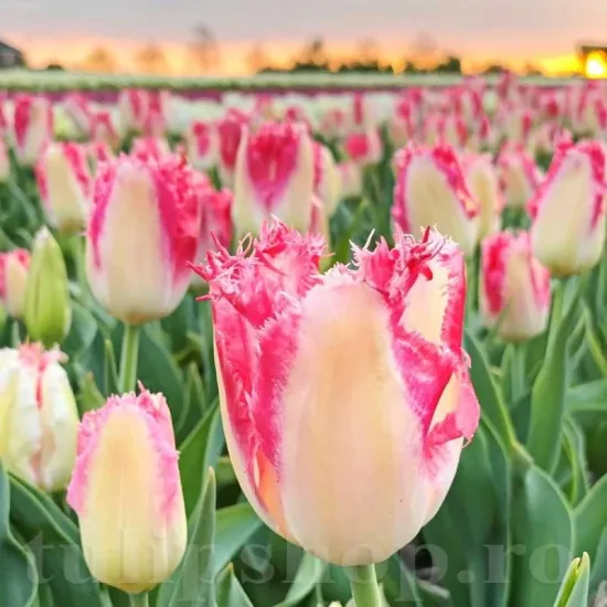 Bulbi Lalele Sweet Simone (Tulip) bulbi lalele sweet simone franjurate tulipshop