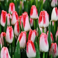 Bulbi Lalele Sweet Simone (Tulip) Bulbi Lalele Sweet Simone (Tulip)