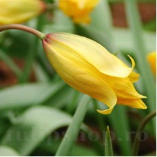Bulbi Lalele Sylvestris (Tulip)