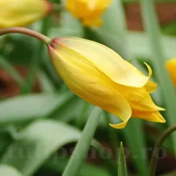Bulbi Lalele Sylvestris (Tulip)